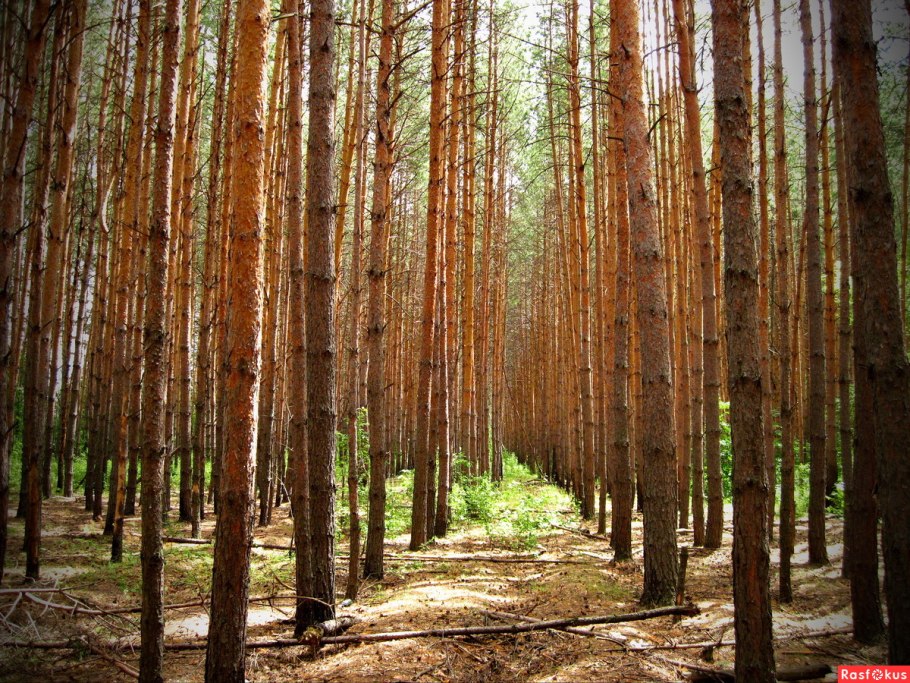 Сосновая роща Йошкар-Ола