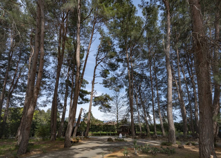 Сосновая роща Крым