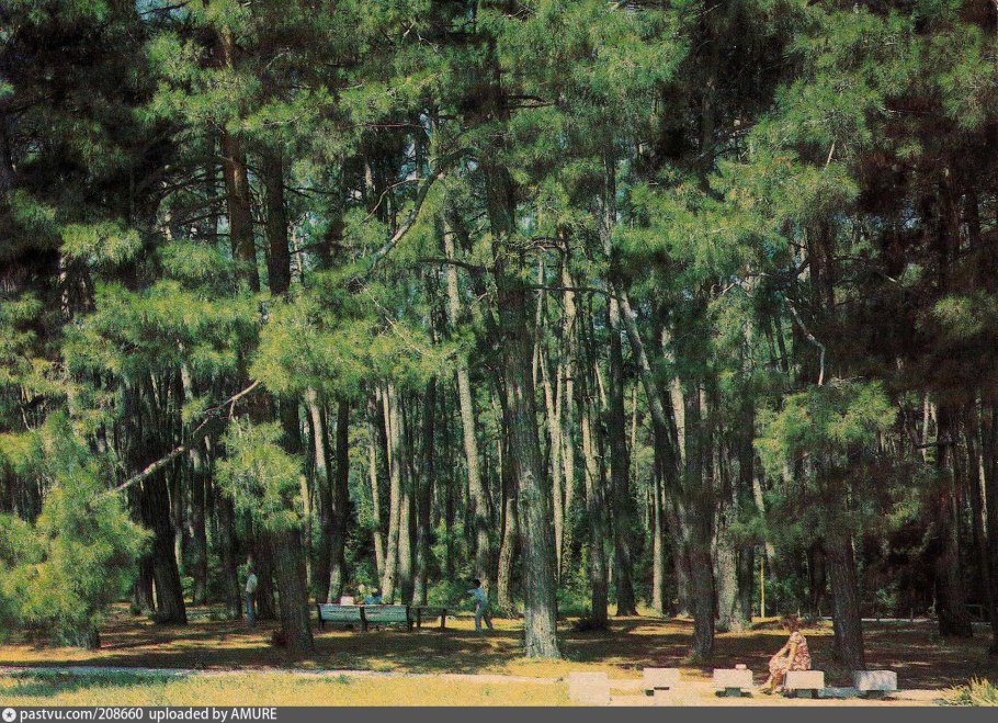 Сосновая роща Абхазия Пицунда