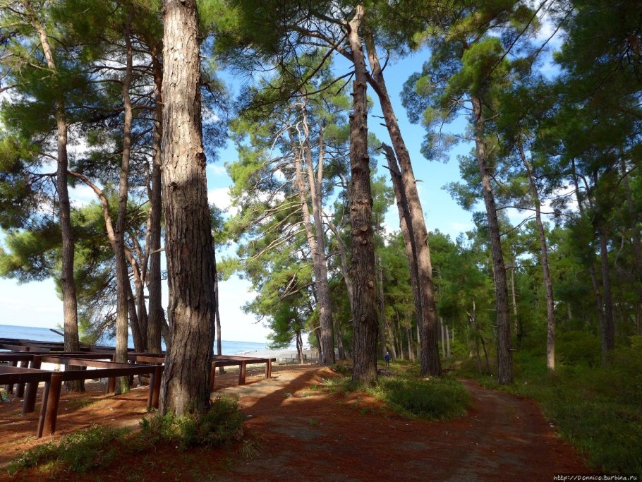 Санаторий Сосновая роща Крым