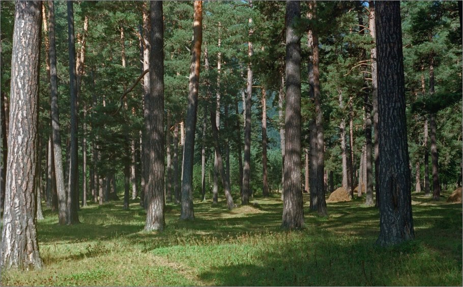 Роща пицундской сосны Абхазия