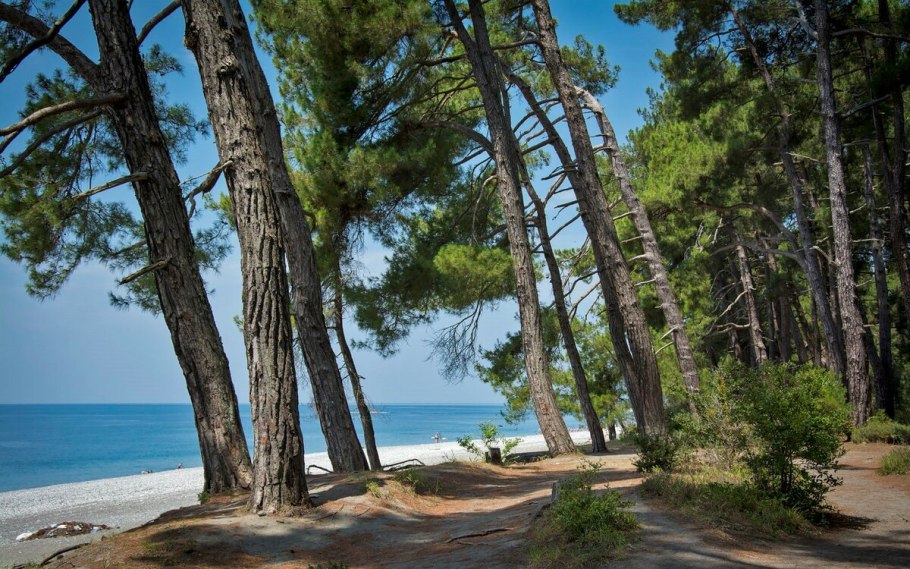 Сосновая роща Йошкар-Ола