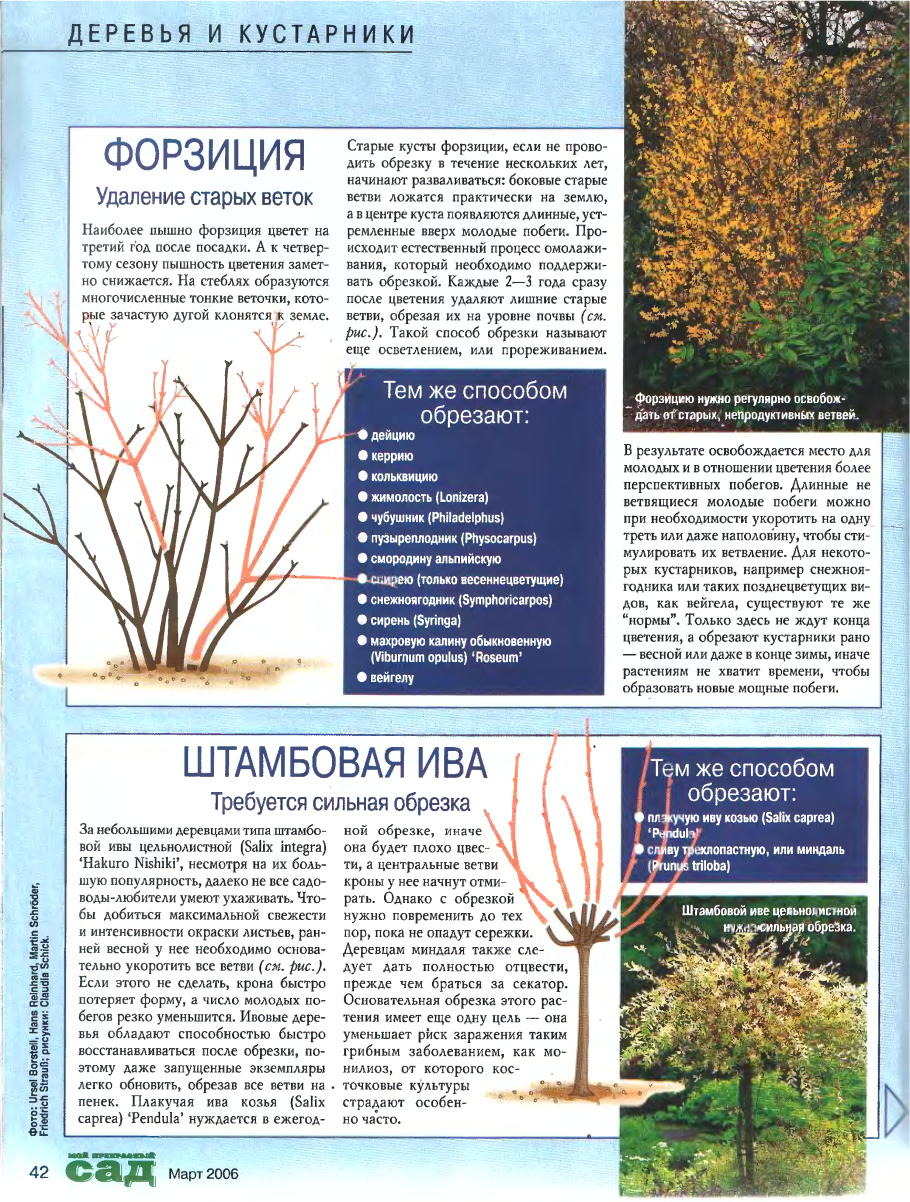 Черенкование плакучей ивы