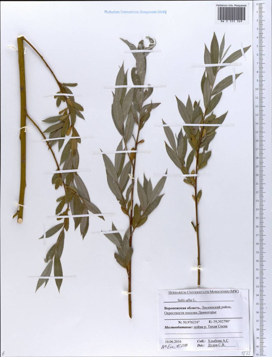 Дёрен белый формировка