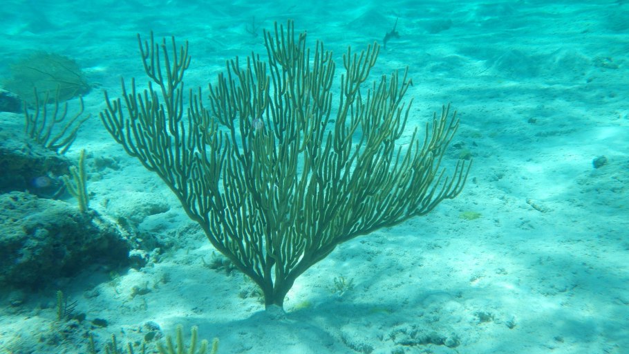 Водоросли Азовского моря