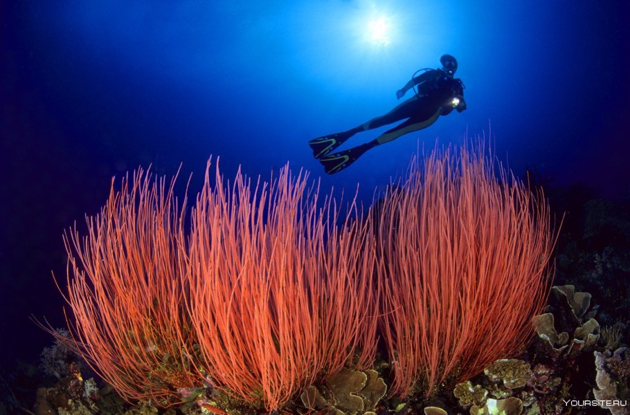 Cryptotora thamicola