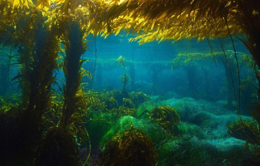 Саргассово море водоросли