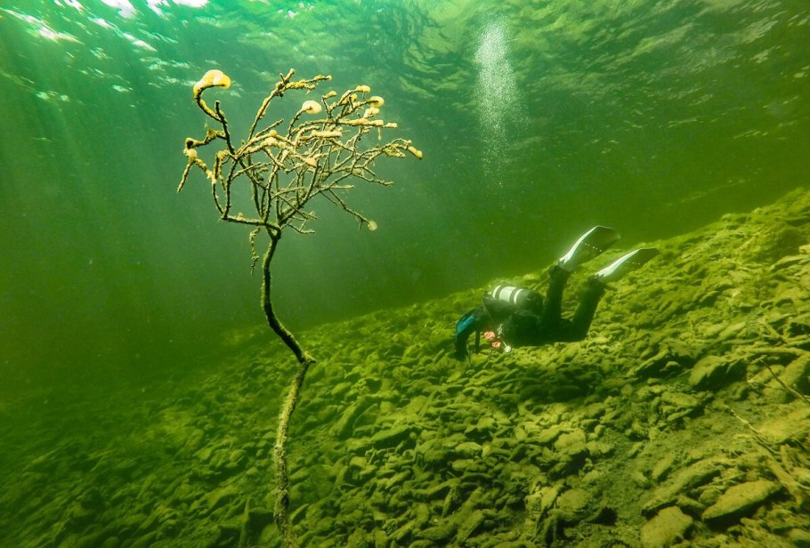 Бурые водоросли ламинария