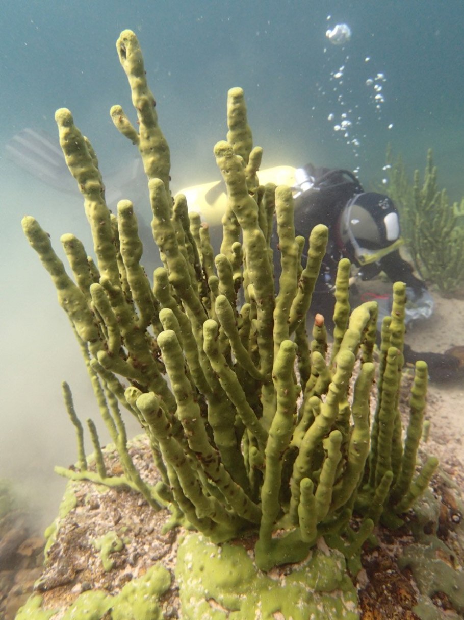 Lubomirskia Baicalensis