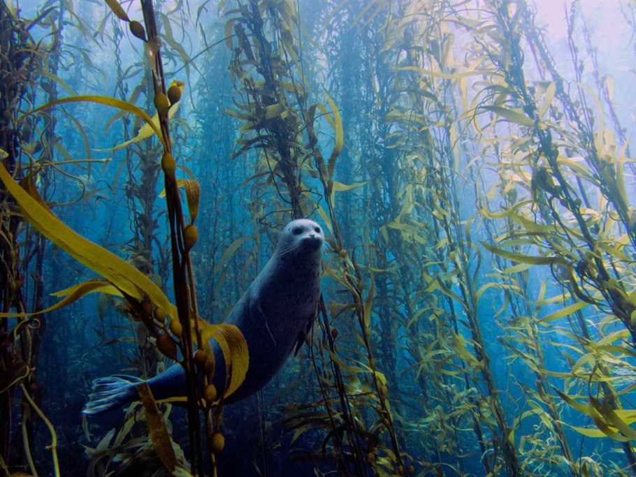 Подводный "лес"(Kelp Forest)