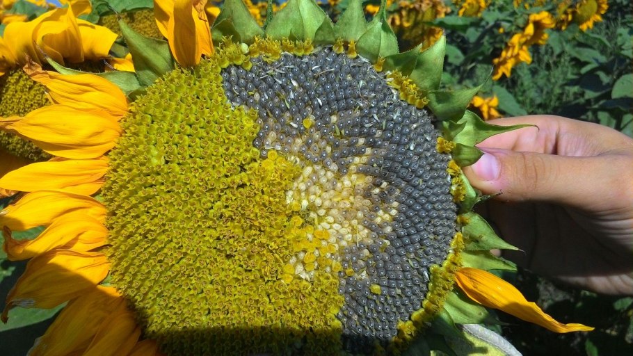 Helianthus annuus (Sunflower) Seed Oil