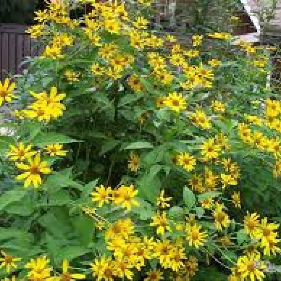 Подсолнухи много