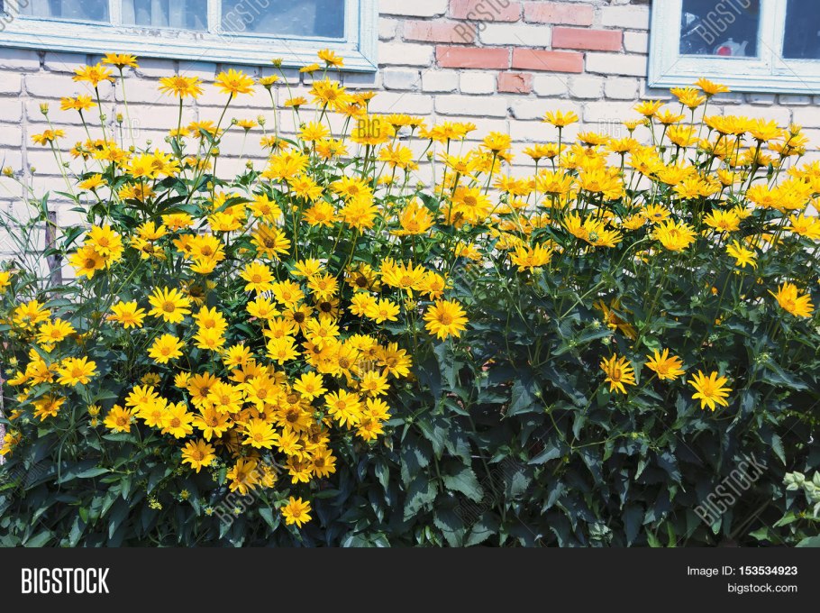 Подсолнух многолетний