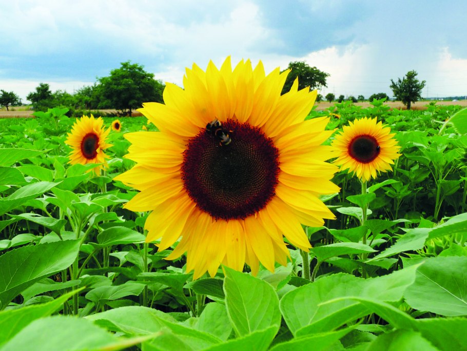 Подсолнух масличный