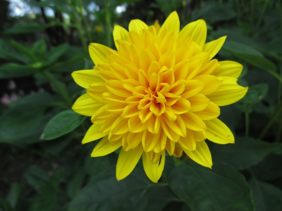 Подсолнечник Helianthus Double Whammy