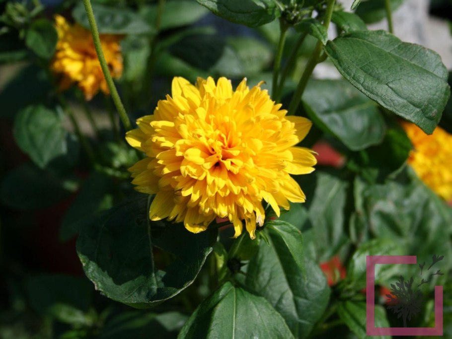 Гелиопсис многолетний Асахи