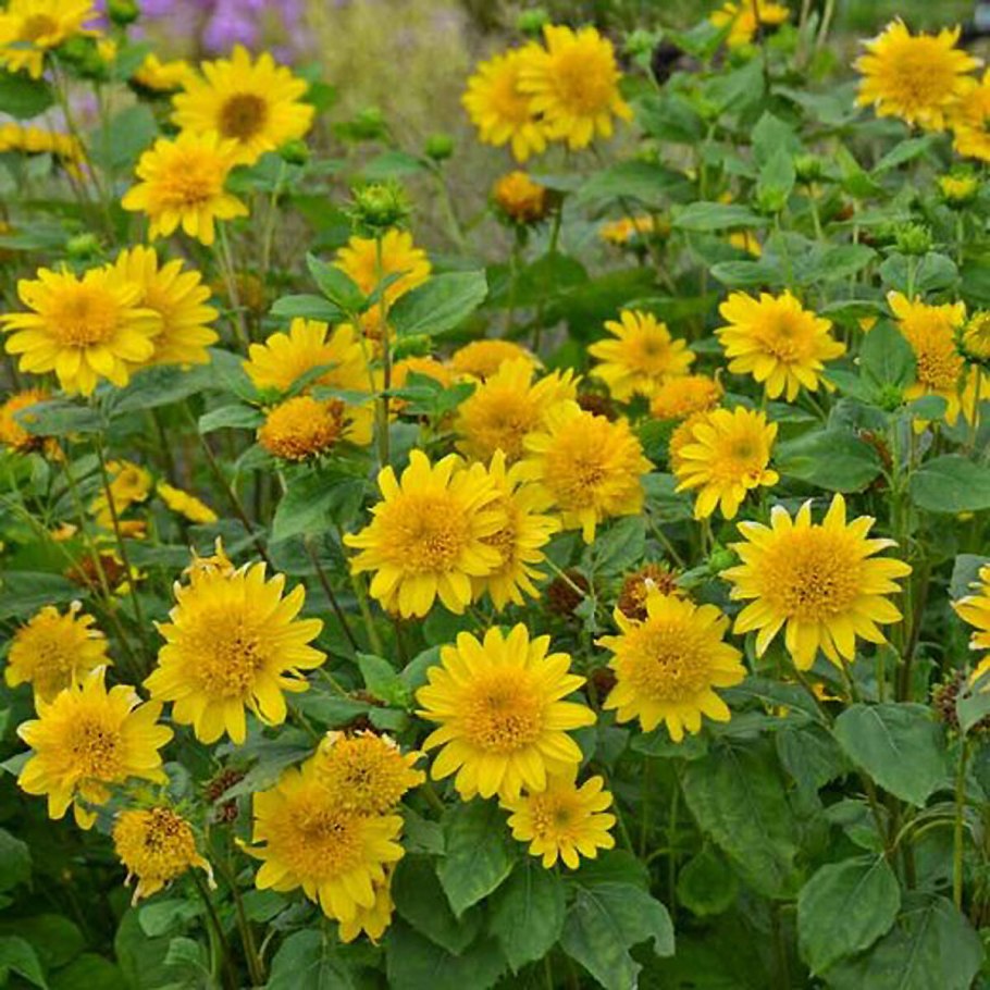 Подсолнечник карликовый Санспот