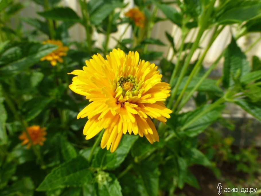 Подсолнечник Helianthus Double Whammy