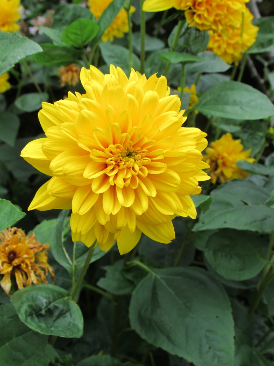 Гелиопсис махровый