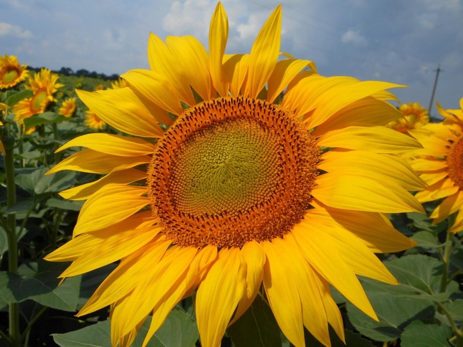 Клумба Люпин нивяник