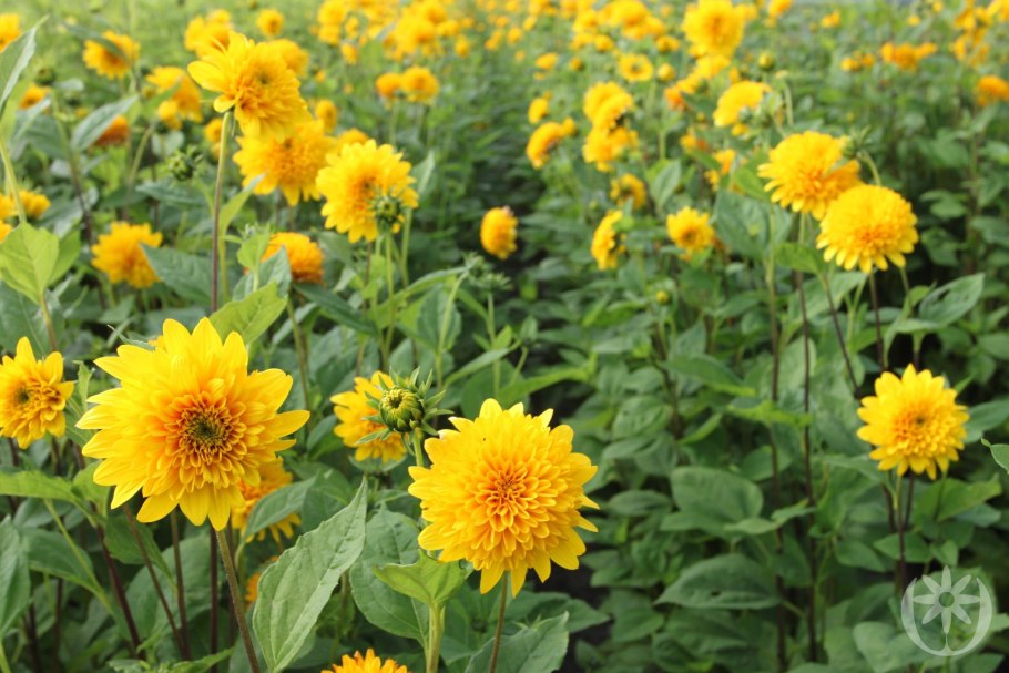 Гелиантус подсолнечник Лоддон Голд