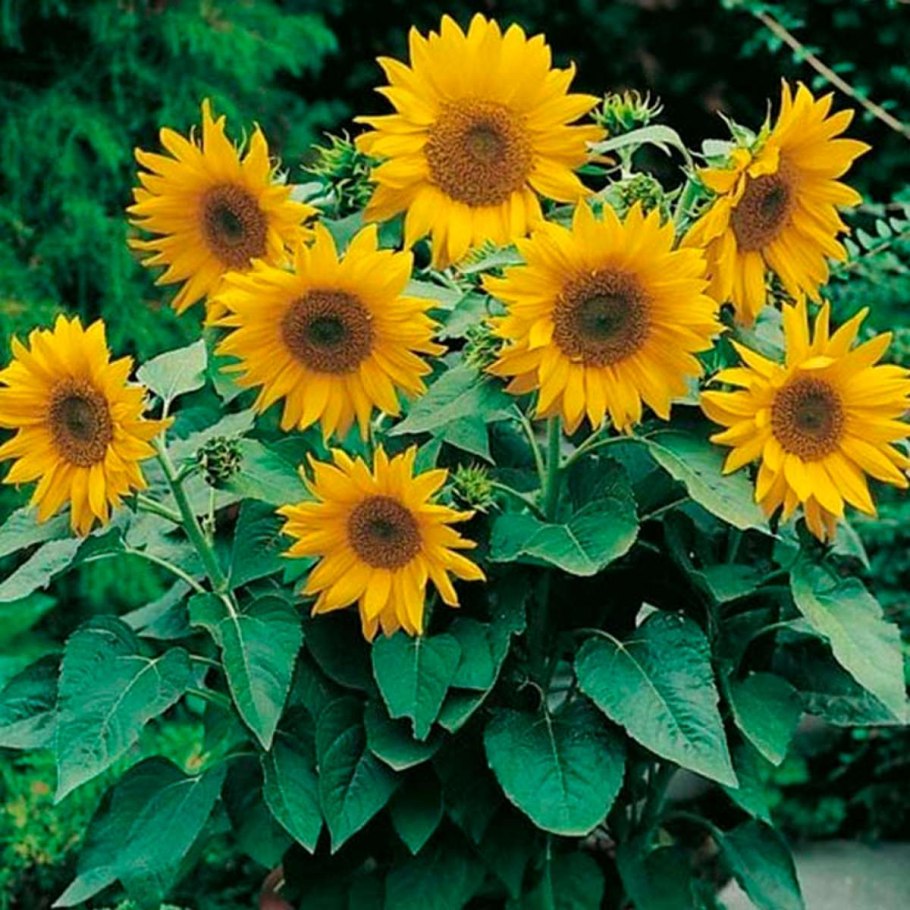 Подсолнечник карликовый Санспот