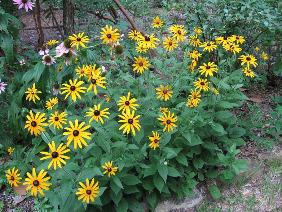 Подсолнечник. Сорт аншлаг