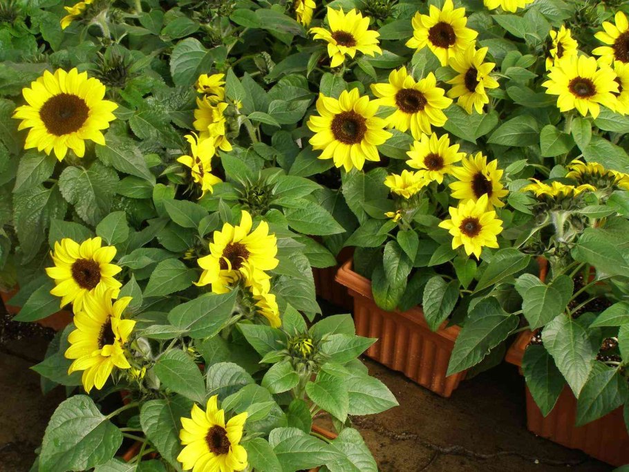 Подсолнечник Санбрайт КИД