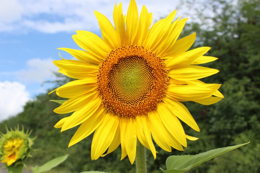 Подсолнечник Сорайя