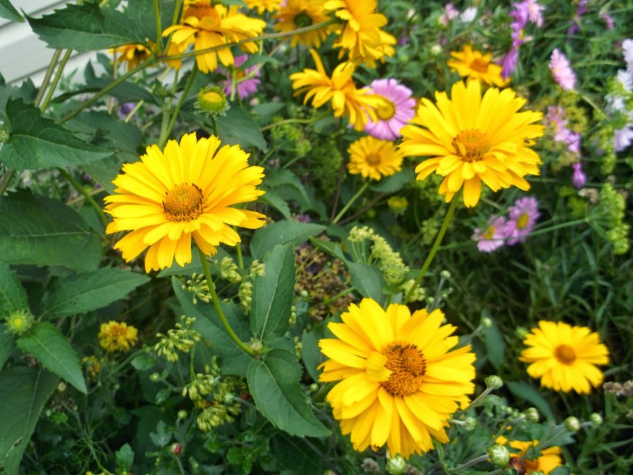 Подсолнечник Helianthus Double Whammy