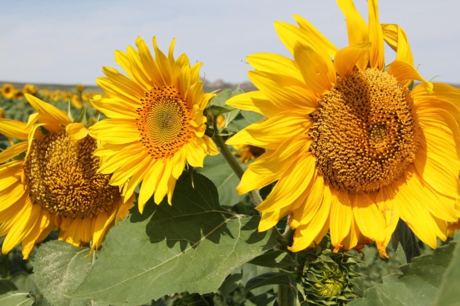 Гелениум и рудбекия