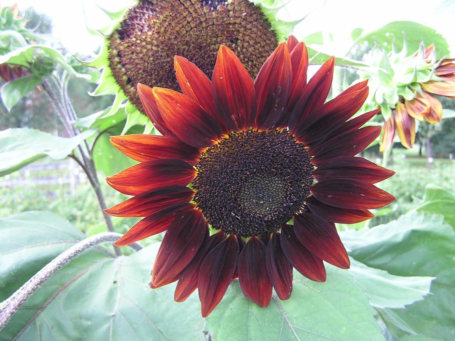 Подсолнечник Санрич Голд