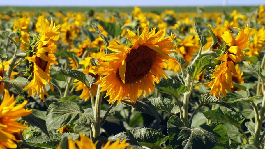 Подсолнечник обыкновенный
