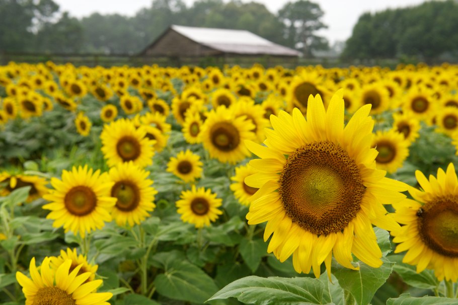Поле подсолнечника