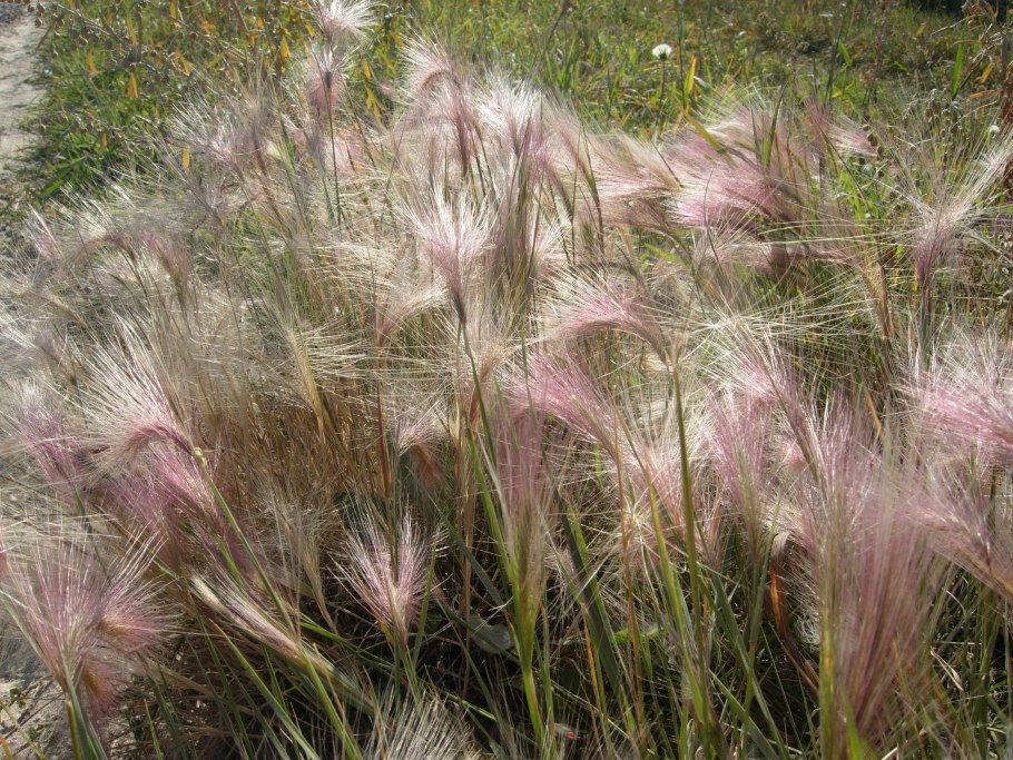 Ковыль перистый (Stipa pennata l.)