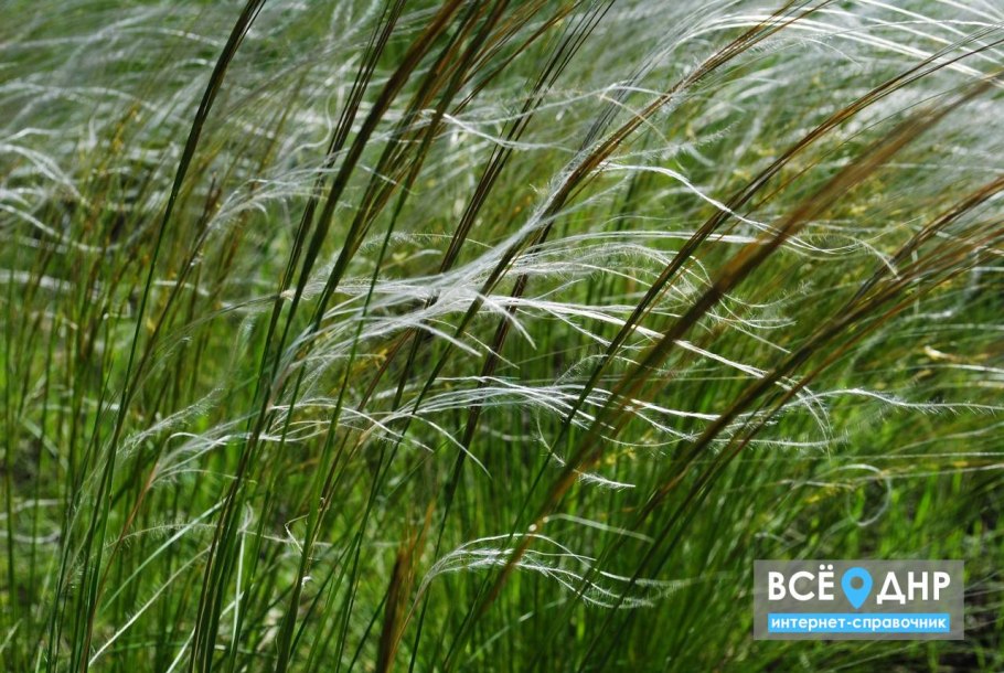 Ковыль перистый Степной