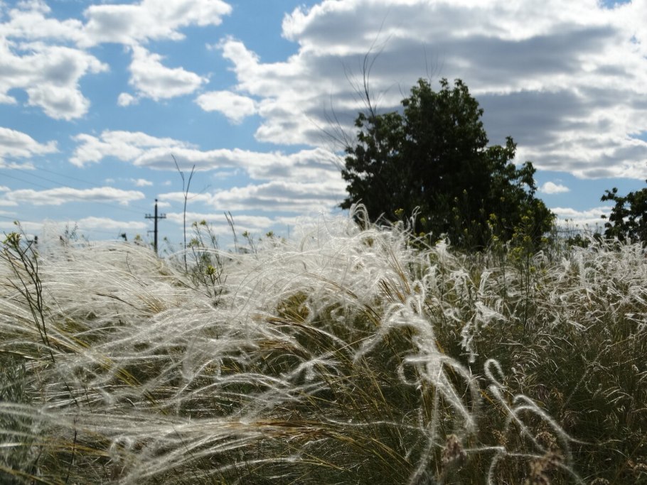 Ковыль опушеннолистный