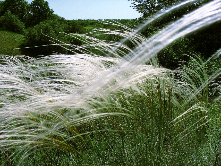 Ковыль тончайший (Stipa tenuissima)