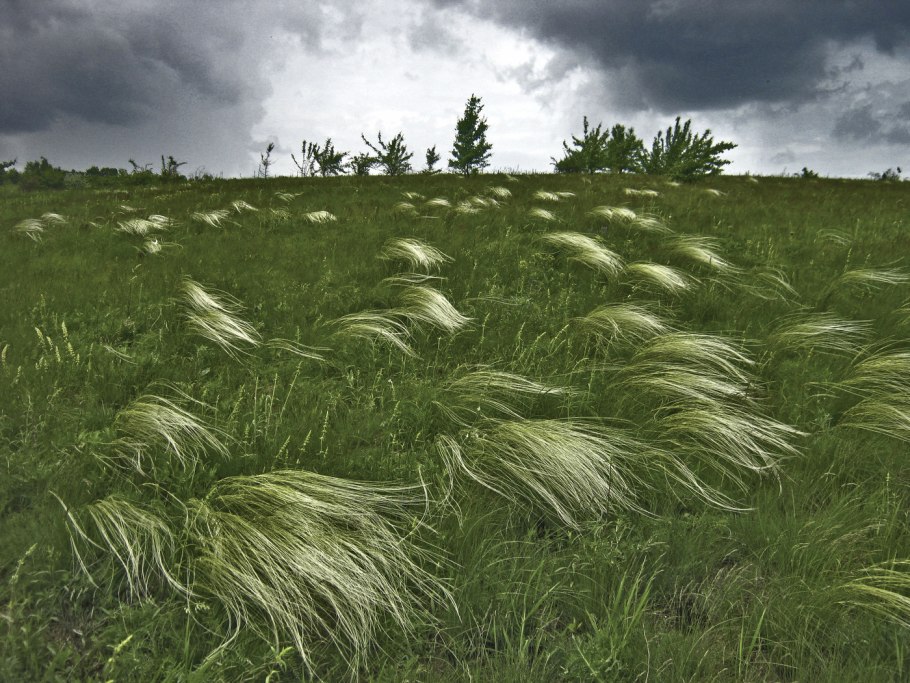 Stipa barbata один
