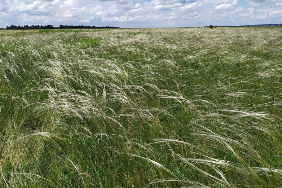 Ковыль Эстетика