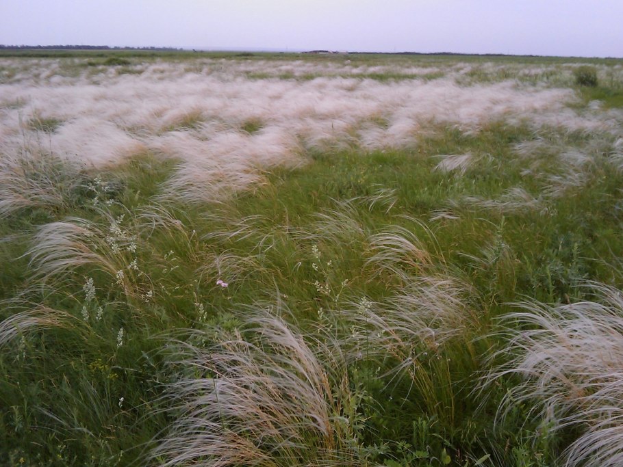 Ковыль перистый