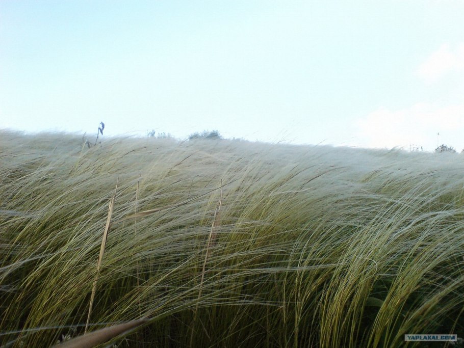 Ковыль перистый Степной