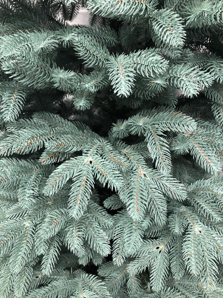 Ель премиум голубая