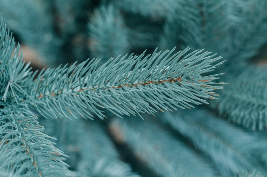 Ели PENERI ель Кремлевская голубая 2.1