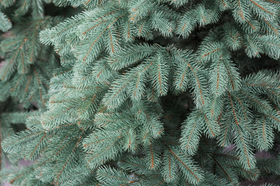 Елка ель Кремлевская литая голубая 2,1 м