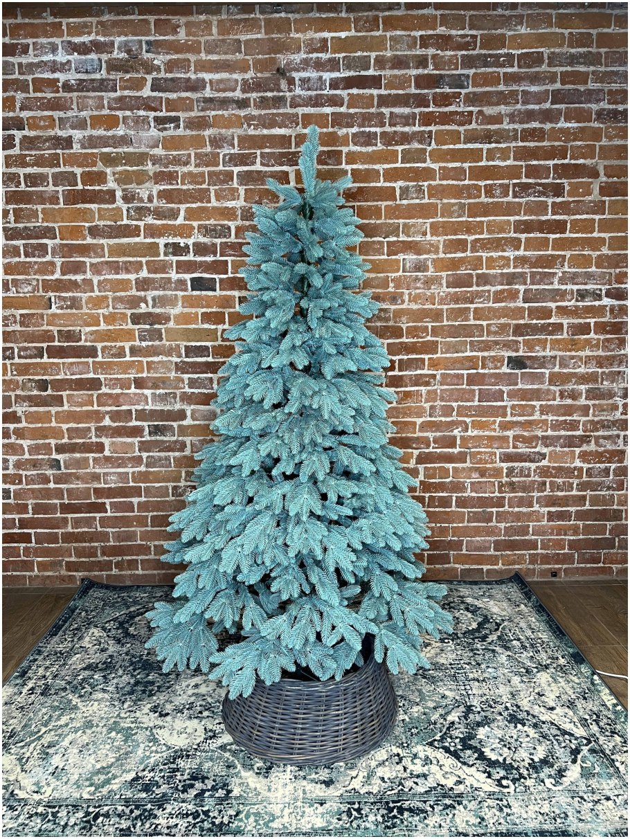 Ель адель голубая