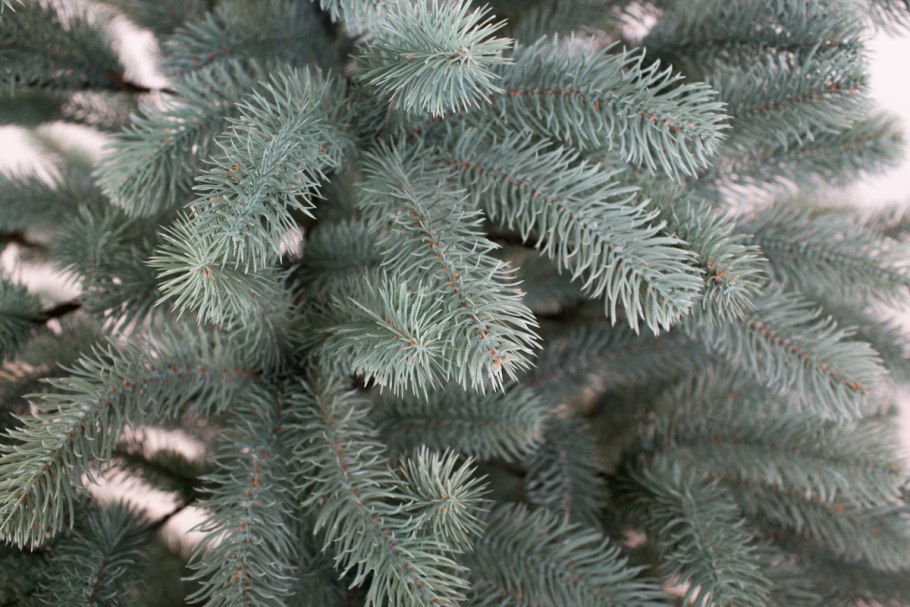 National Tree Company елка Сиерра 228 см