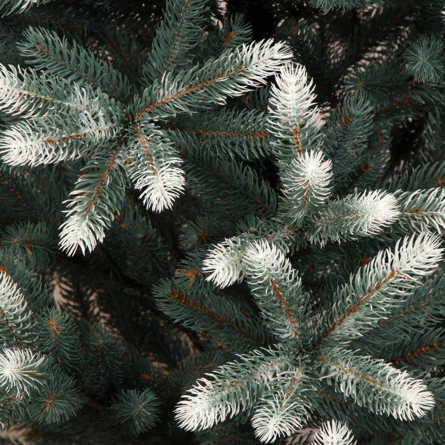 Ель голубая