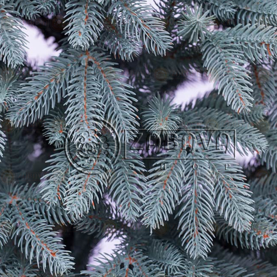 Смерека голубая