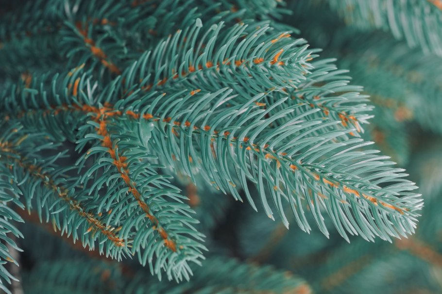 Kaemingk ель Фрейзер 1.2